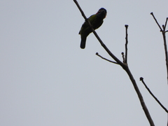 Psilopogon duvaucelii