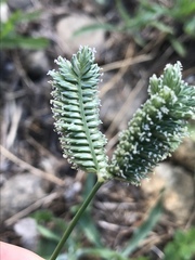 Eleusine tristachya
