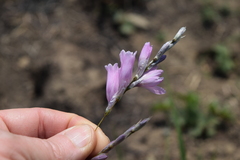 Dierama argyreum