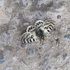 Parnassius hardwickii