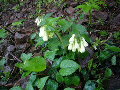 Symphytum grandiflorum