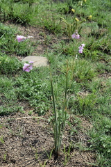 Dierama argyreum
