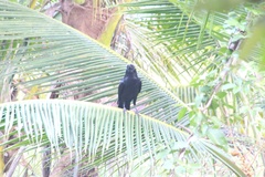 Corvus macrorhynchos