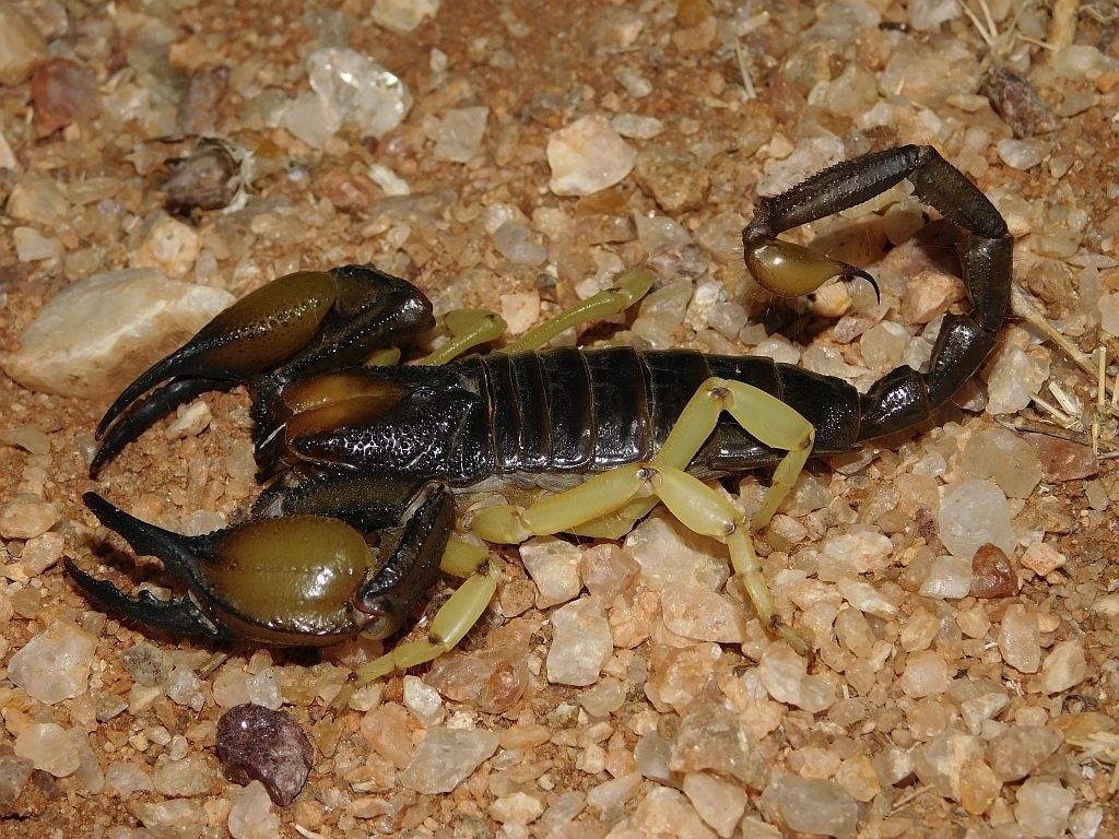 Opistophthalmus gigas from Aggeneys, 8893, South Africa on January 18 ...