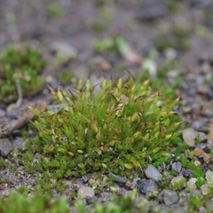 Tortula protobryoides