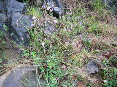 Campanula