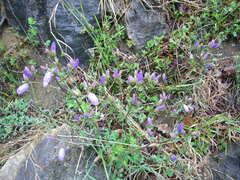 Campanula