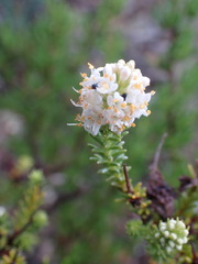 Selago ramosissima