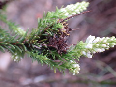 Selago ramosissima