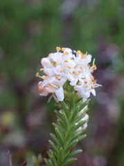 Selago ramosissima