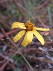Osteospermum scariosum