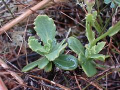 Osteospermum scariosum