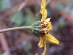 Osteospermum scariosum