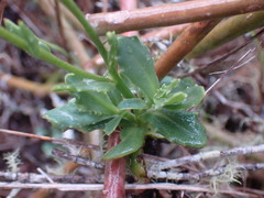 Osteospermum scariosum