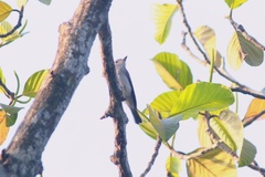 Muscicapa dauurica