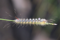 Calliteara fortunata