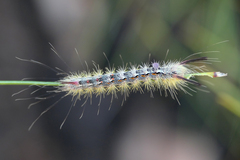 Calliteara fortunata