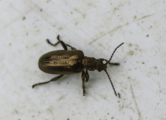 Plateumaris discolor