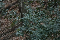 Ilex aquifolium