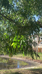 Acacia auriculiformis