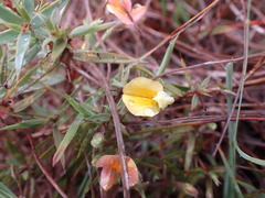 Aspalathus alpestris