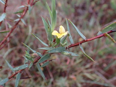 Aspalathus alpestris