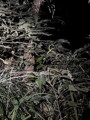 Ahaetulla farnsworthi