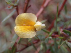 Aspalathus alpestris