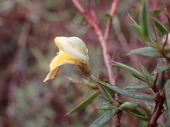 Aspalathus alpestris