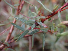 Aspalathus alpestris