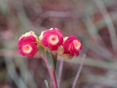 Hermannia flammea
