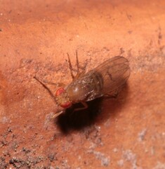 Drosophila immigrans