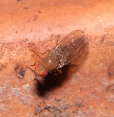 Drosophila immigrans