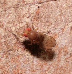 Drosophila immigrans