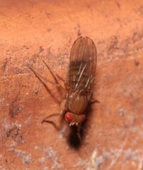 Drosophila immigrans