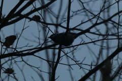 Parus major