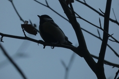Parus major