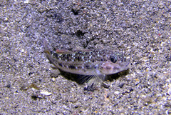 Oplopomus caninoides