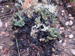 Acrodon bellidiflorus