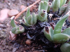 Acrodon bellidiflorus