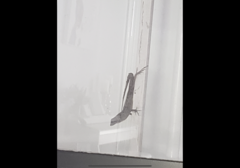 Anolis sagrei
