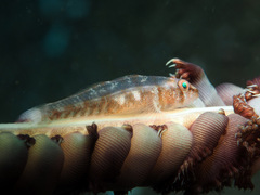 Lobulogobius morrigu