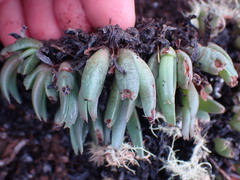 Acrodon bellidiflorus