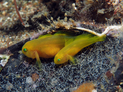 Lubricogobius exiguus