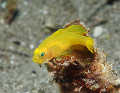 Lubricogobius exiguus