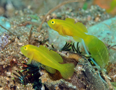 Lubricogobius exiguus