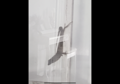 Anolis sagrei
