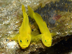 Lubricogobius exiguus