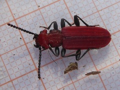 Cucujus cinnaberinus