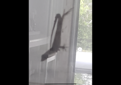 Anolis sagrei